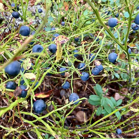 Friheten! * Notodden